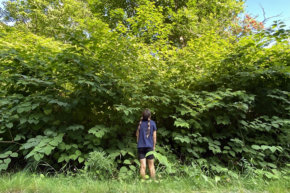 Girl looking up on gigantic Japanese Knotweed.