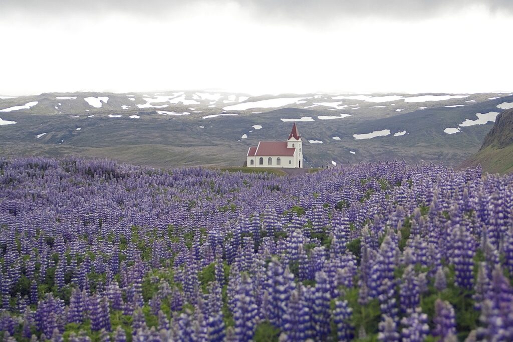 Lupins in Iceland look beautiful, but are threatening the biodiversity in the area.